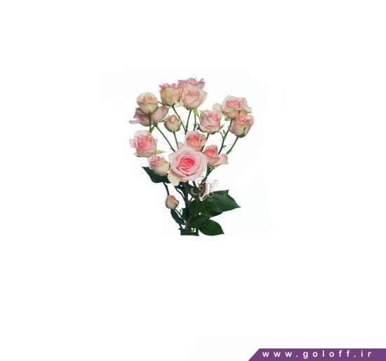 خرید اینترنتی گل رز - گل رز مینیاتوری پرانا - Roses | گل آف